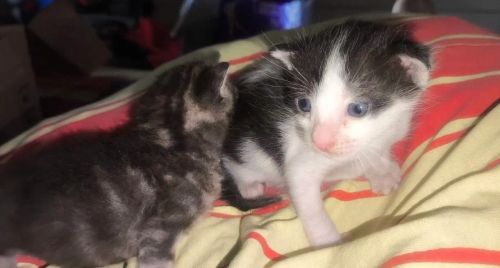 Doação de gatinhos