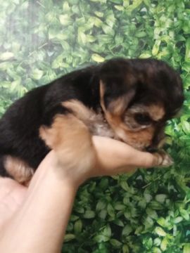 Filhote de Yorkshire Terrier