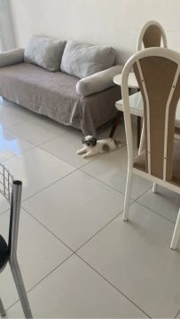 Filhote de Shih-Tzu com 2 meses - Vacinado e Vermifugado! ?