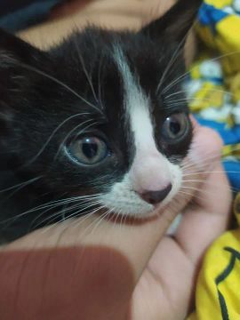 Gatinho frajola para adoção 
