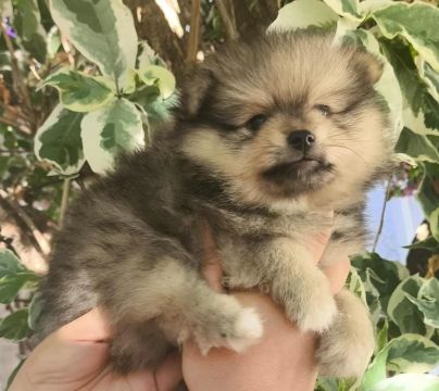 Lulu da Pomerânia macho com vacina importada