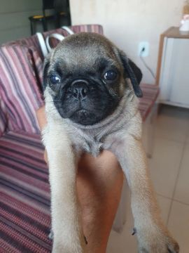 Filhote de Pug