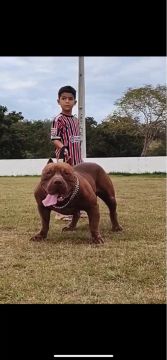 Pitmonster