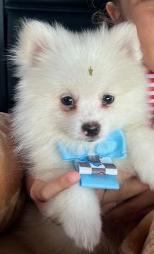 Filhote de Spitz Alemão