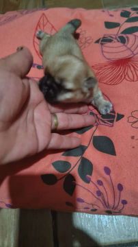 Filhote de Shitzu Mine pra reservar macho 600 femiha 1200 