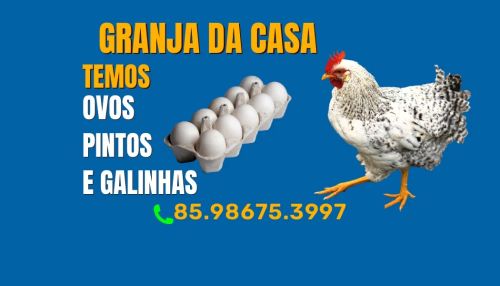 Granja da Casa - Ovos, Pintos e Galinhas