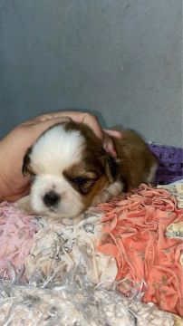 Shih tzu ?