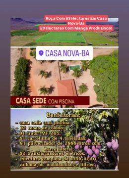 Roça Casa Nova-Ba 83 Hectares - Manga 20 Hectares Produzindo 