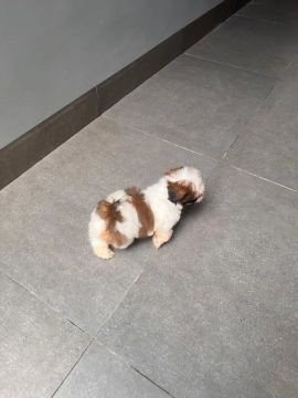 Shitzu machinho vacinado pronta entrega 