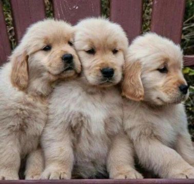 Golden retriever 2 machos e 1 fêmea 