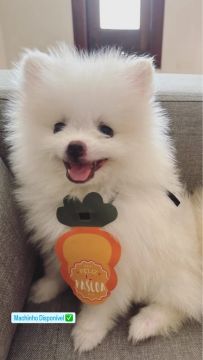 Filhote Spitz Alemão Anão - Machinho