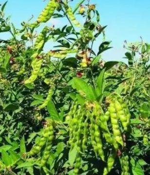 Sementes de feijão Guandú 