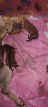 Cachorro Pincher 1