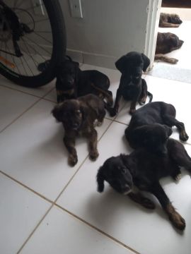 Esses filhotes de Vira Lata Raiz estão disponíveis para adoção 