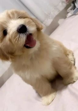 Filhote de Yorkshire Terrier
