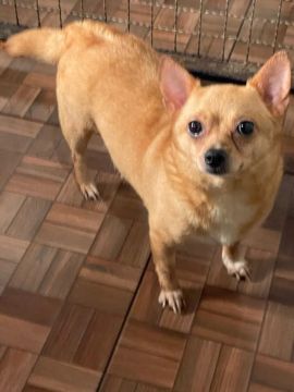 Chihuahua fêmea castrada adoção 