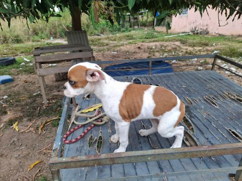 Filhote de Boxer disponível Fêmea 4 meses