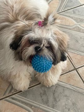 Shih Tzu fêmea - Adorável e carinhosa