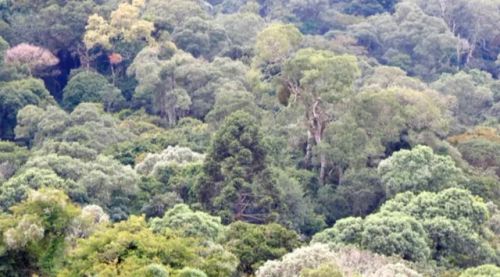 sitio para reserva legal, em Guarai, Nova laranjeiras - Pr