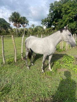 Egua Mangalarga Marchador