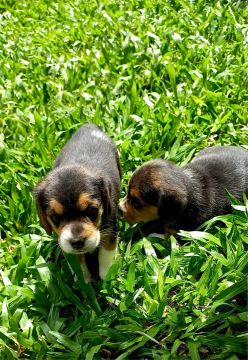 Filhotes de Beagle Tricolor Puros Pedigree 