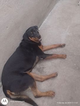 Rottweiler Fofo Procurando um Novo Lar