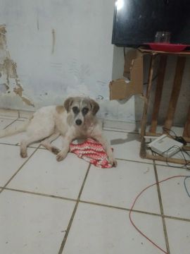 Cachorrinha carinhosa para adoção
