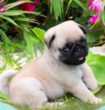 Pug Filhotes Padrão Exposição 