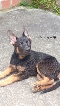Filhote de Pastor Alemão