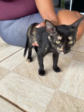 Doação Gatinho preto e gatinho escama de tartaruga 
