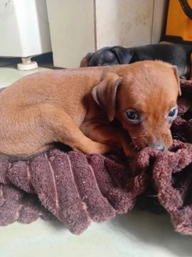 Filhote de Pinscher