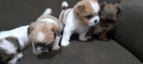 Filhotes de Shih Tzu