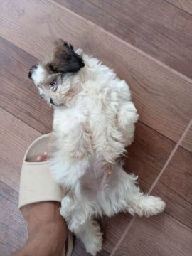 Filhote de Shih Tzu
