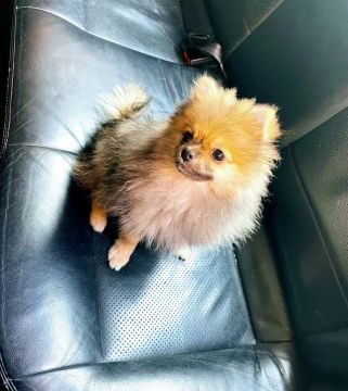Lulu´´Spitz Fêmeas´´anã Pronta entrega !
