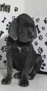 Filhote de cane corso 
