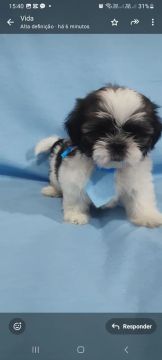 Filhote Shih Tzu 1.400,00 femia 1.300,00 macho 