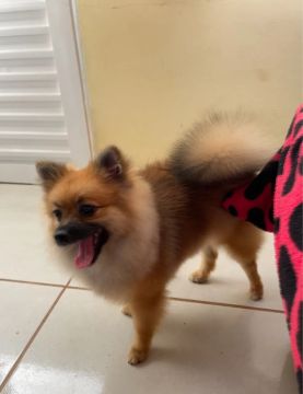 Filhote de Spitz Alemão fêmea 