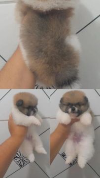 Spitz alemão Lulu da Pomerânia