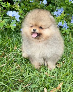 Lulu da Pomerânia Filhote -  *PEDIGREE CBKC*