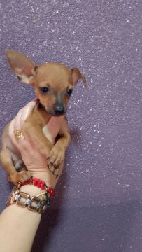 Filhote de Pinscher Miniatura tenho um casal.
