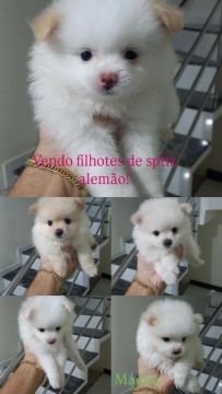 Filhotes de Spitz Alemão