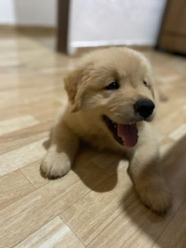 Golden 