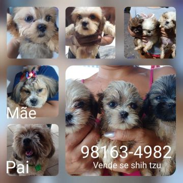 Vende-se filhotes Shin Tzu
