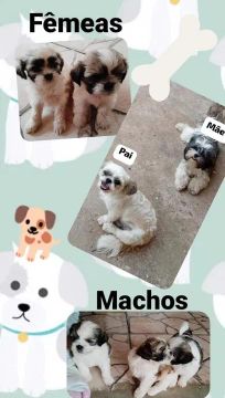 Filhotes de shitzu 