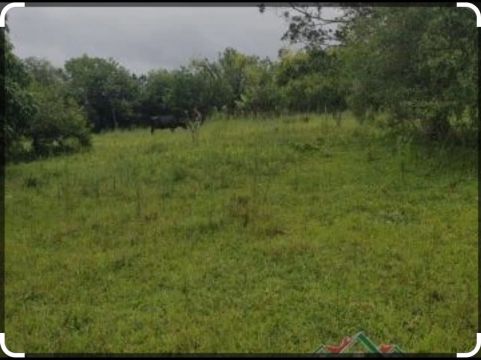 Terrenos planos e com árvores frutíferas!