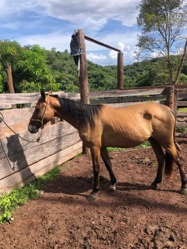 Cavalo 