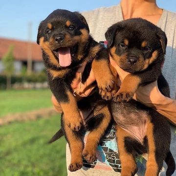 Rottweiler filhotes cabeça de touro 