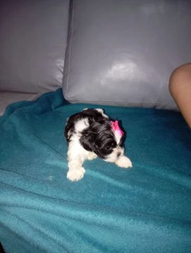 Filhote Shih Tzu Fêmea