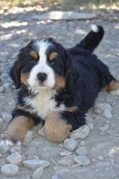 Bernese filhote fofo com garantia e benefícios 