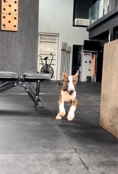 ULTIMA OPORTUNIDADE BULL TERRIER